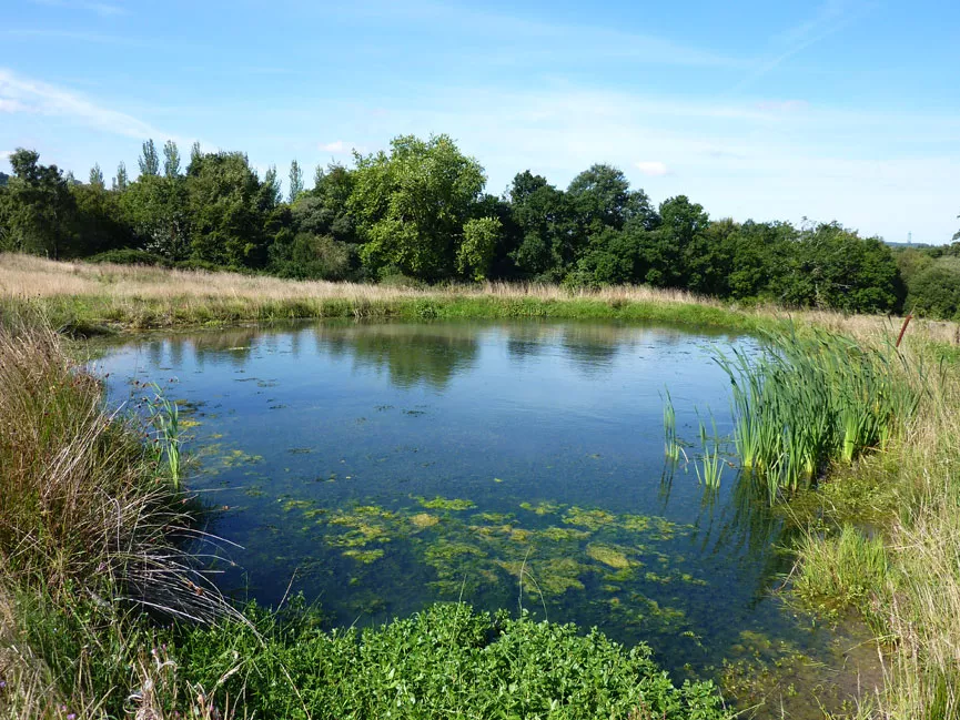 Pond ecosystem and business ecosystem